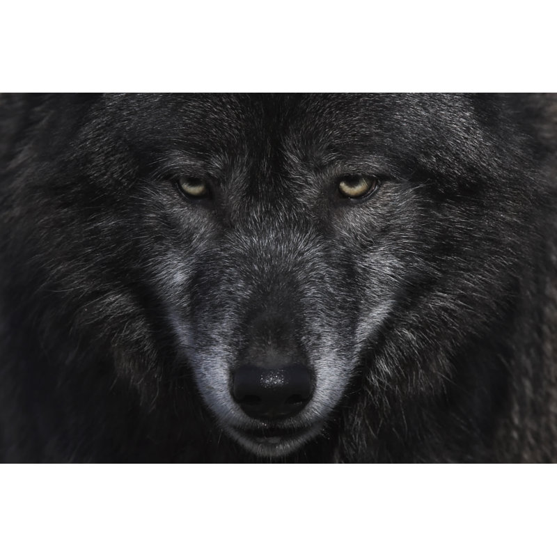 Wolf Lupus - Wrapped Canvas Print, 20cm H x 30cm W