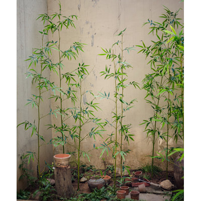Bamboo Stem