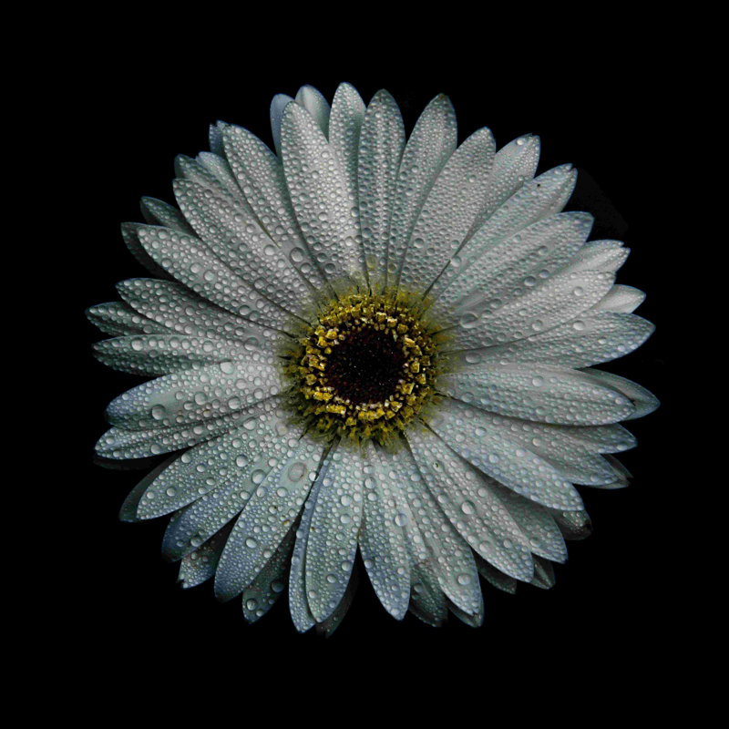 White Gerber Daisy - peinture sur toile tendue, H 12 po x l 12 po