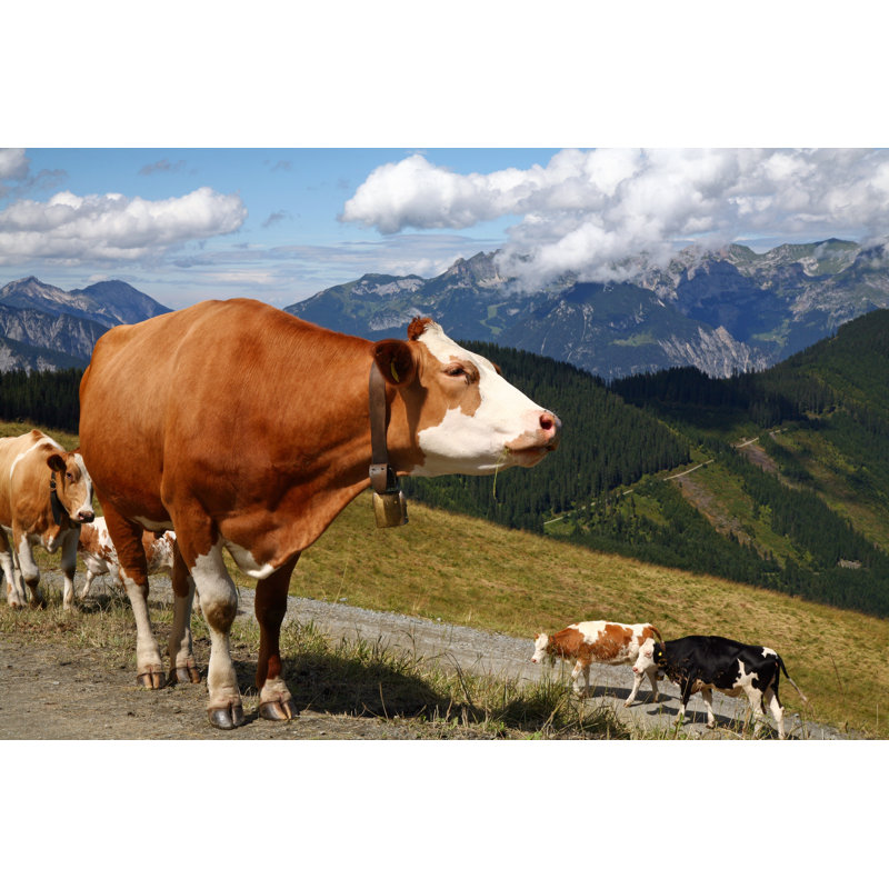 Cows with Bells by Jaap2, 20" H x 30" W