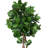 Fiddle Leaf Tree in Fiberstone Pot