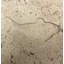 6" x 6" Cement Whole Fish Fossil Impression Decorative Accent Tile in Buff
