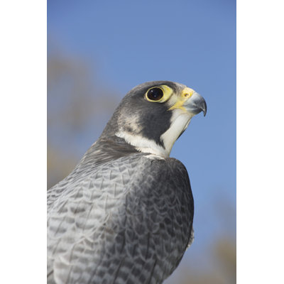 Posterazzi " Peregrine Falcon; Connecticut USA "