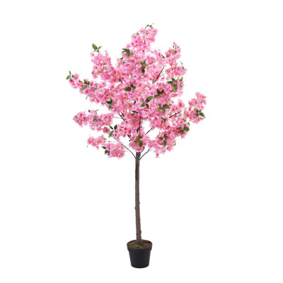 185cm Plant