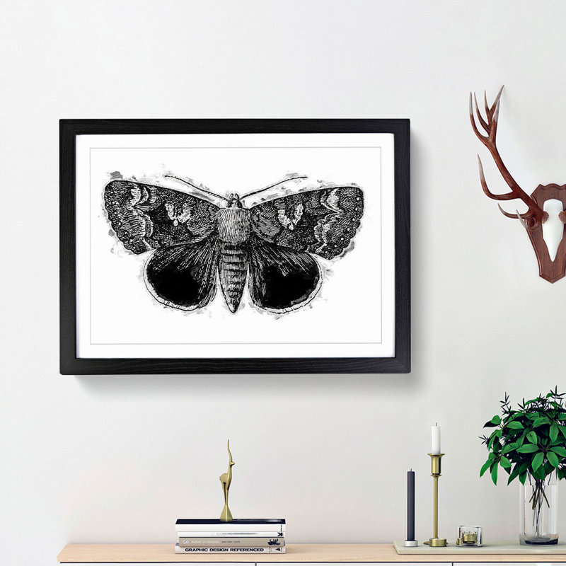 Epione Underwing Moth by S.F. Denton - Picture Frame Painting Print on MDF, 36cm H x 48cm W x 2cm D, Black Framed