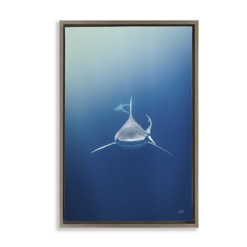  Heads Up Shark Floater Canvas by Max Blakesberg Studios, 31" H x 21" W, Montalcino Elm Floater Frame