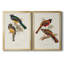 Toile encadrée de qualité supérieure Elegant Trogons III - prête à être accrochée-1080235400-1080235504