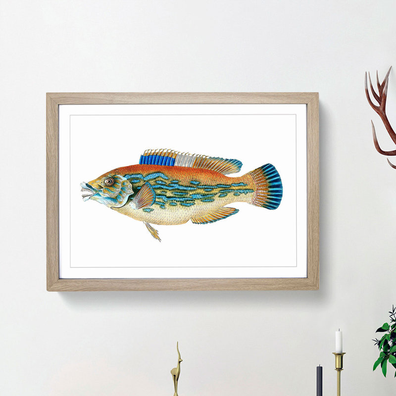 Striped Bass Fish by Edward Donovan - Framed Print, 27cm H x 36cm W x 2cm D, Oak Framed