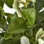 Hellebore Plant In Taupe Pot-11933139-11933141