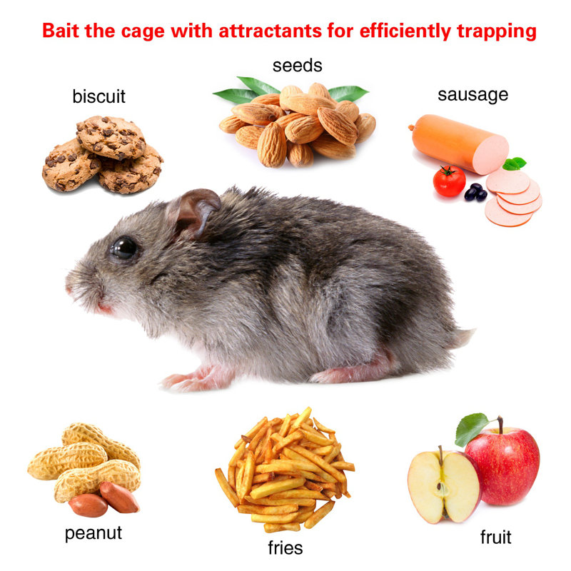 Cage à piège à souris 10,79x5,5x4,3po Humane