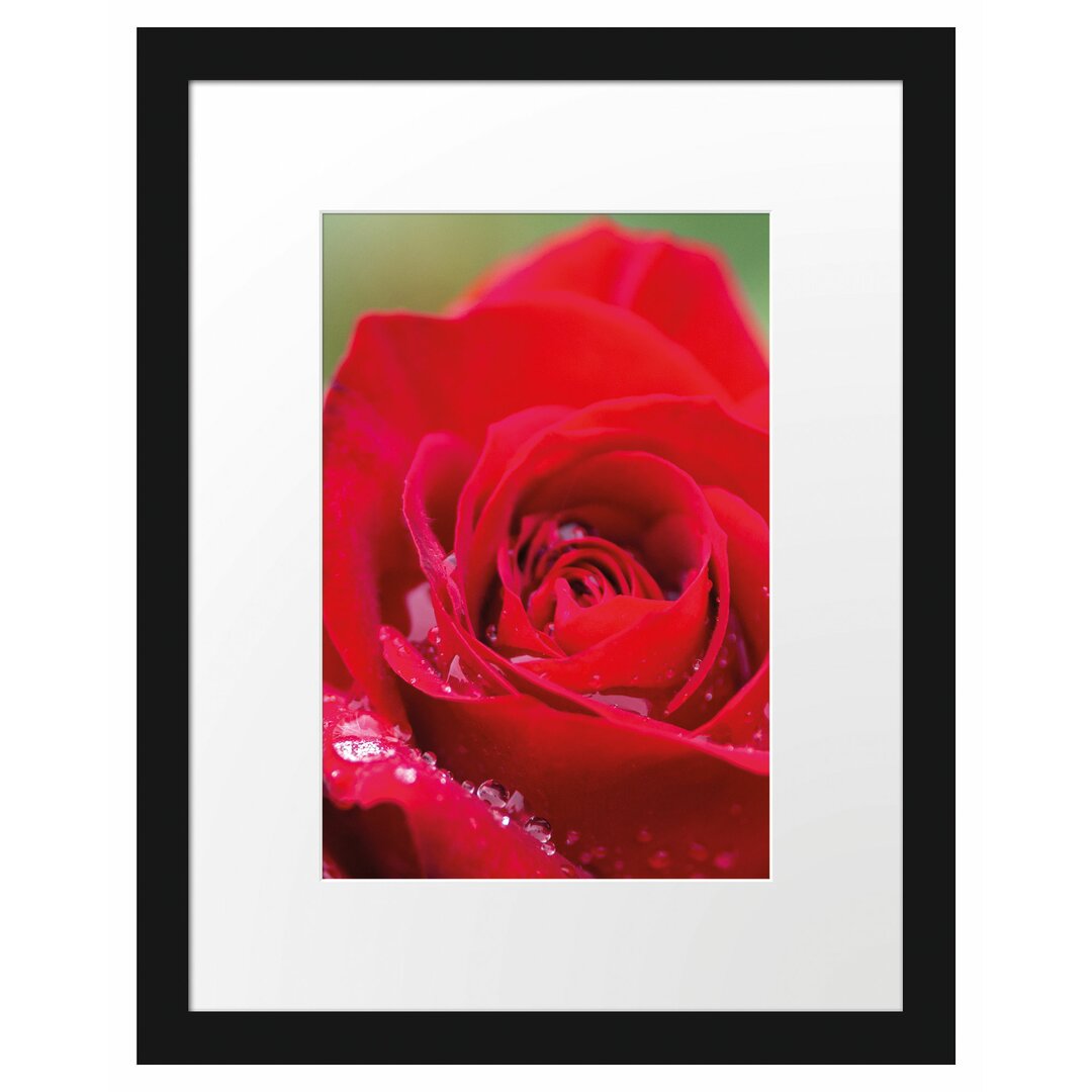 Gerahmtes Poster Rose mit Wassertropfen