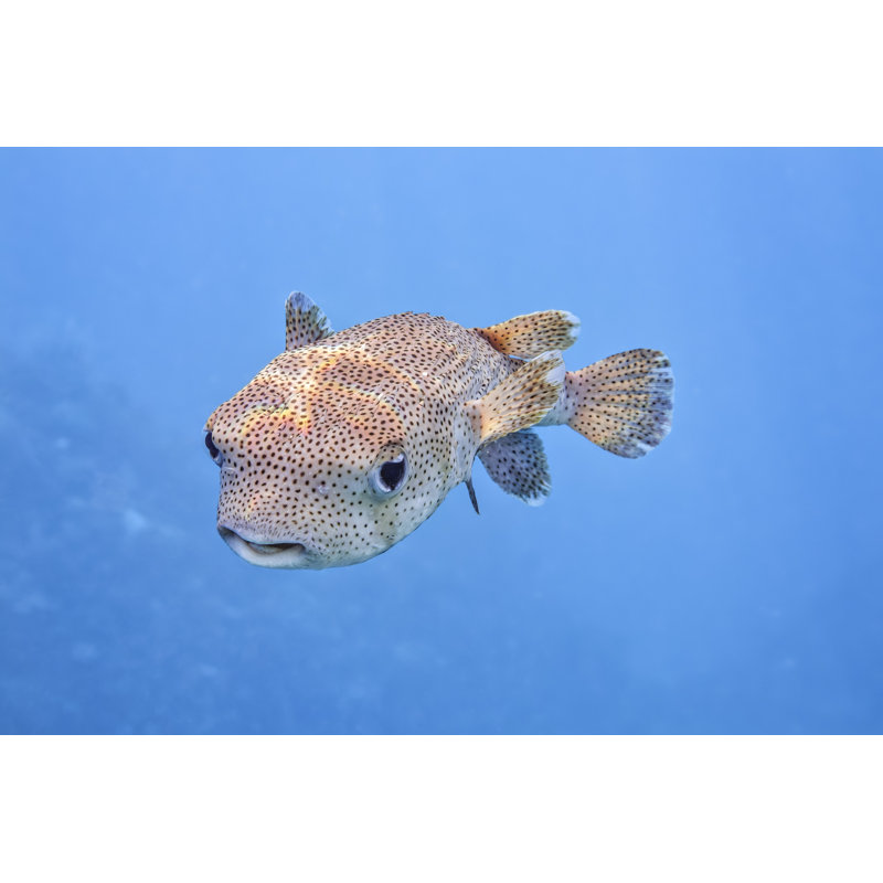 Fish by Cinoby - No Frame Art Prints on Canvas, 61cm H x 91cm W