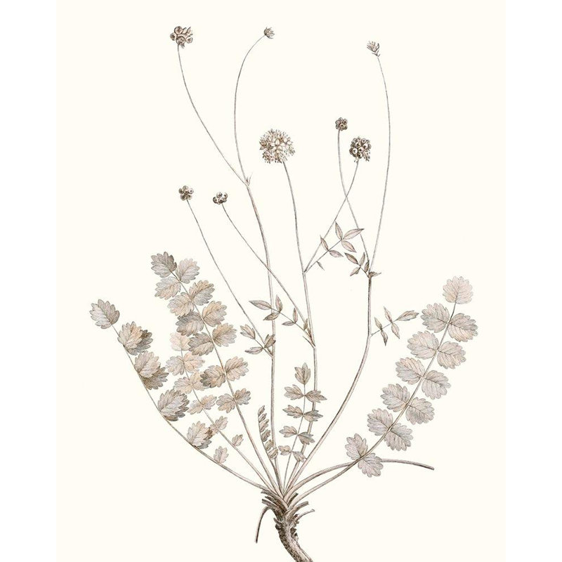 «August Grove® Vision Studio Gallery», art sur toile tendue: Neutral Botanical Study, H 18 po x l 15 po