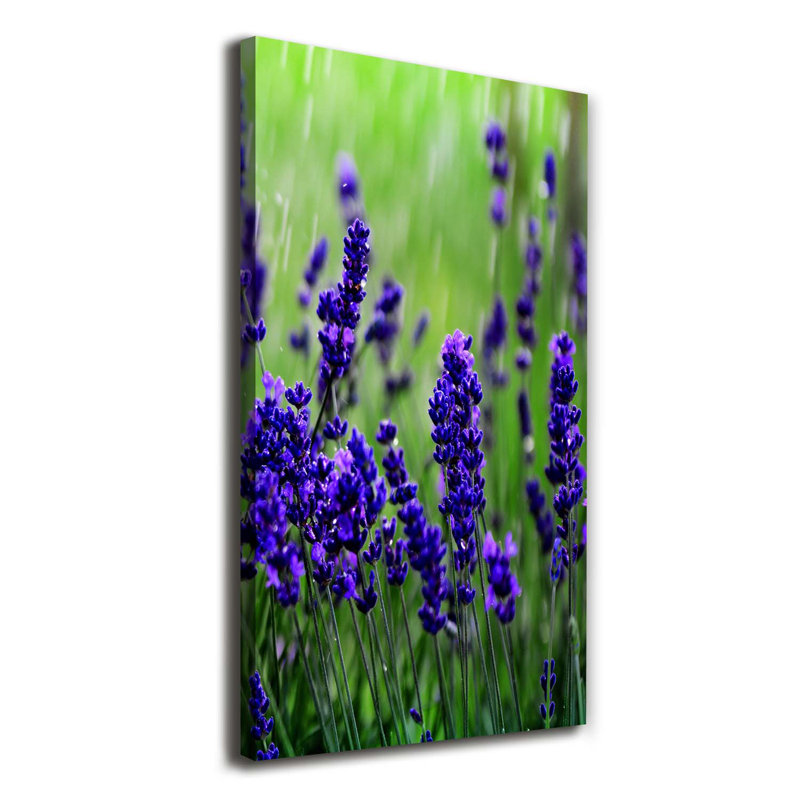 Lavender Field - Wrapped Canvas Print