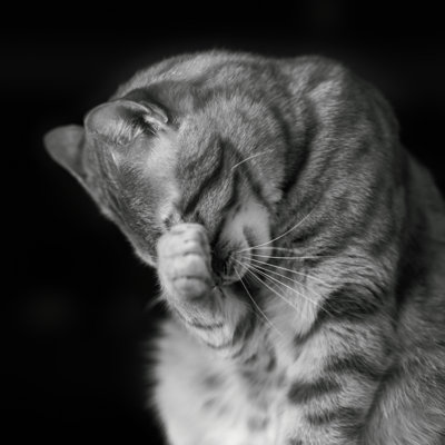 Daina Shy Cat - Wrapped Canvas Print