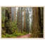 Reproduction de forêt de séquoia, affiche de nature - grands arbres de la Californie, impression de paysage de bois de séquoia géant, impression de paysage de séquoia géant - chalet rustique, art mural forêt minimaliste - cadeau inspiré de la natu-86917011