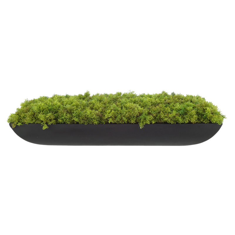 Moss 6" Artificial in Fiberstone Planter, Black, 6"H x 22"W x 7"D