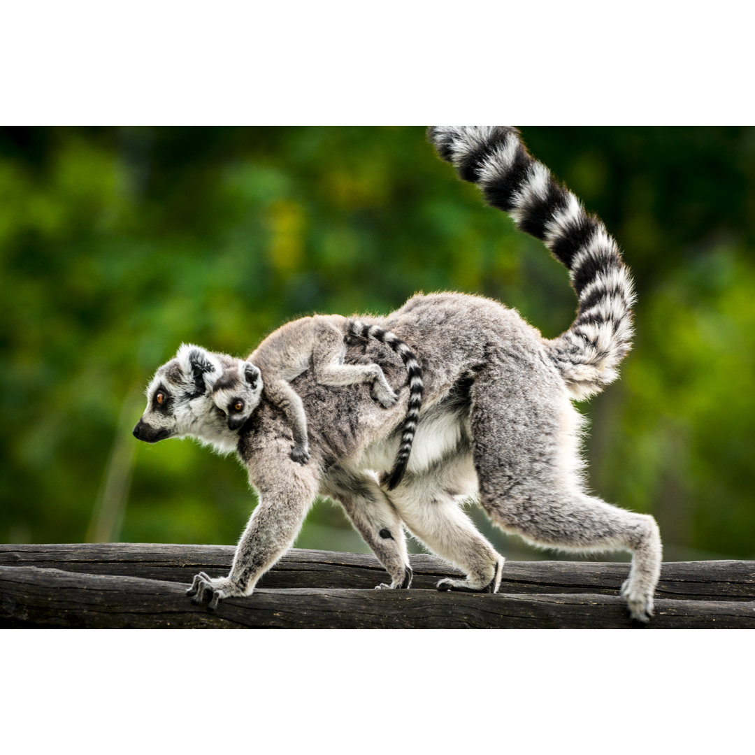 Lemur mit Baby von Zocha_K - Druck auf Leinwand ohne Rahmen