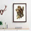 Masked Barn Owls by Elizabeth Gould - Framed Print-55575605-55575606