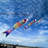 Spectrum Koi Fishsock-1814237310-1814237306