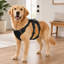 Harnais pour chien sans traction