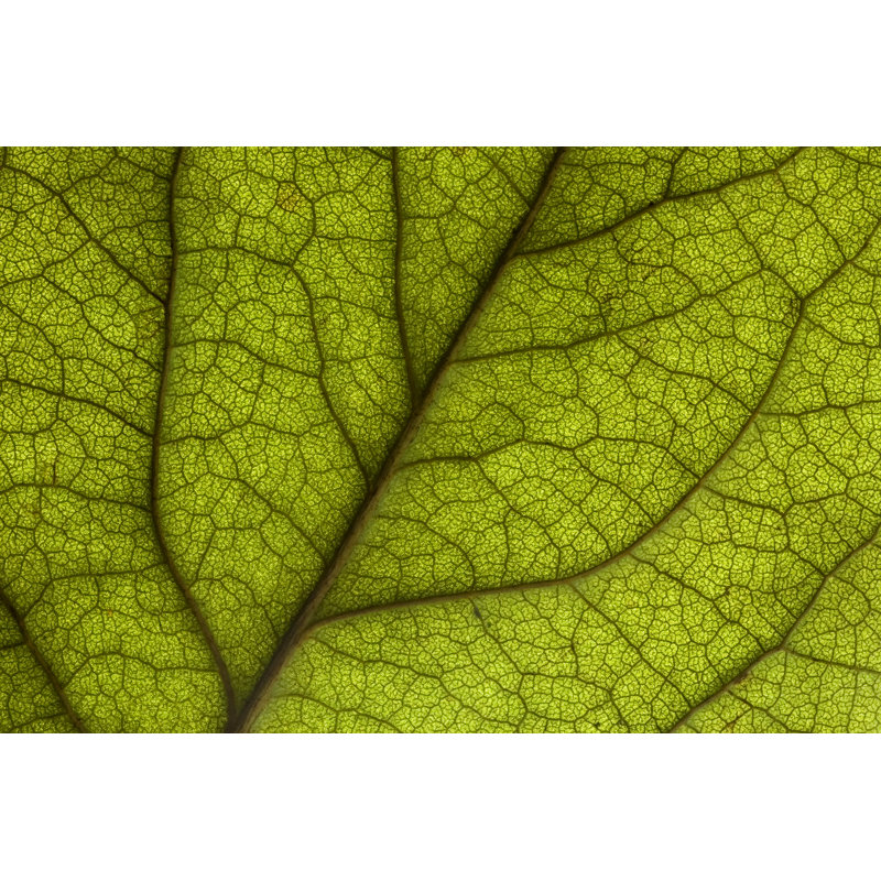 Macro Backlit Rose Leaf - Wrapped Canvas Print, 30cm H x 46cm W