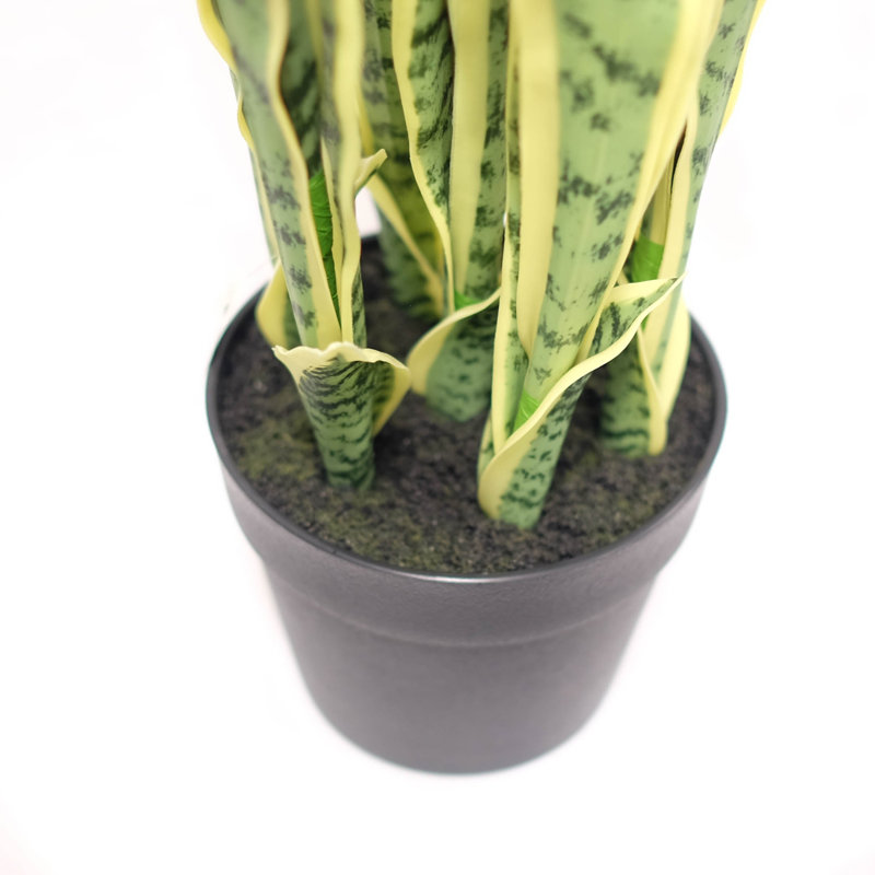 Sansevera en pot