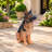 Lifelike German Shepherd Dog Statue