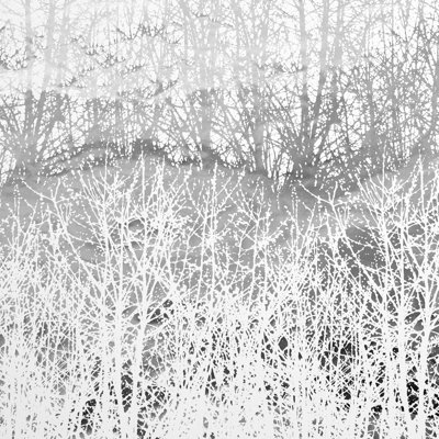 Birches Wallpaper