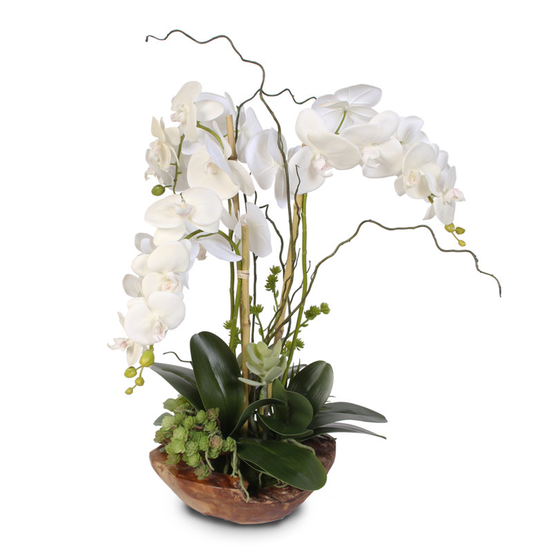 Real Touch Phalaenopsis Silk Orchid with Succulents Floral Arrangement