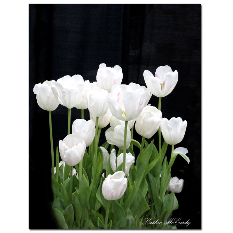 Large White Tulips Canvas Print with Wooden Frame