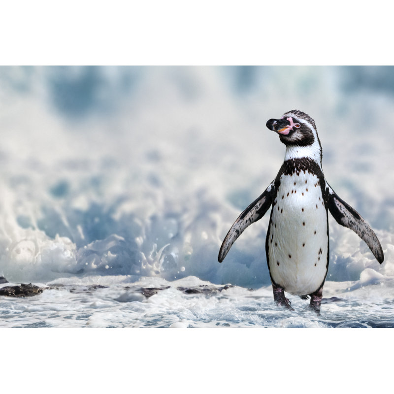 Humboldt Penguin Portrait by Zocha_K - No Frame Art Prints on Canvas, 81cm H x 122cm W