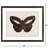Garden Visitor IV Framed Art