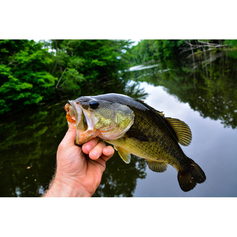 Bass on a Grub - Impression sur toile tendue, H 20 po x l 30 po x P 1 po