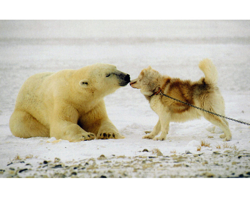 Baiser polaire
