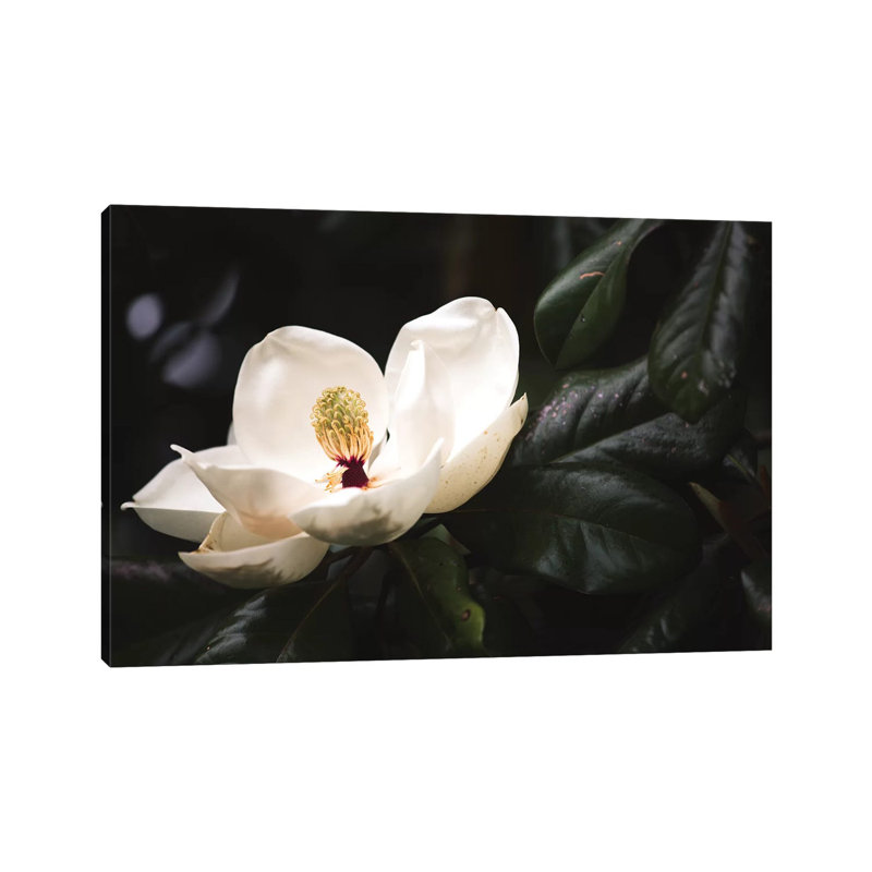 Magnolia I by Ann Hudec - Wrapped Canvas Print, 101.6 cm H x 66.04 cm W x 1.91 cm D