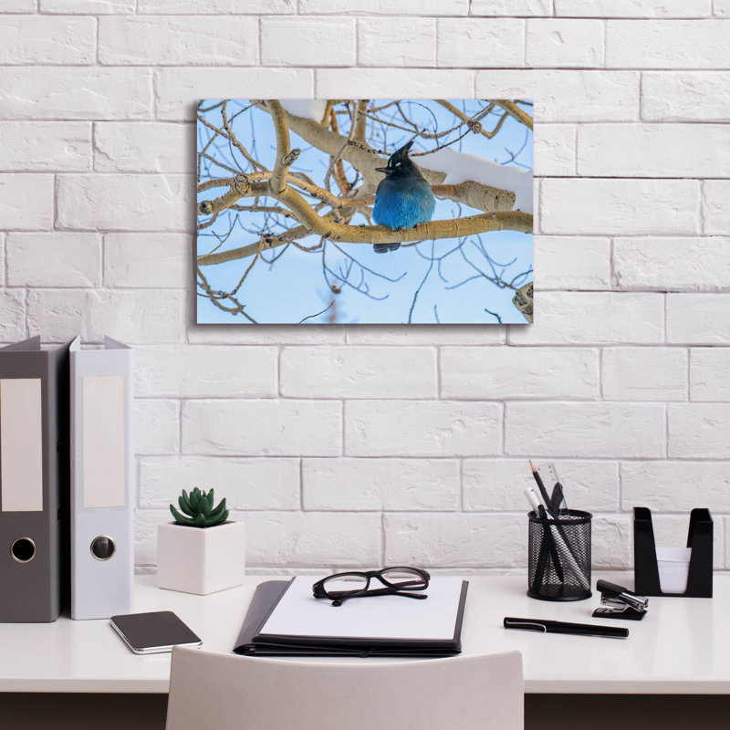 «Steller Jay In Winter» par Rick Berk, art mural sur toile, H 12 po x l 18 po