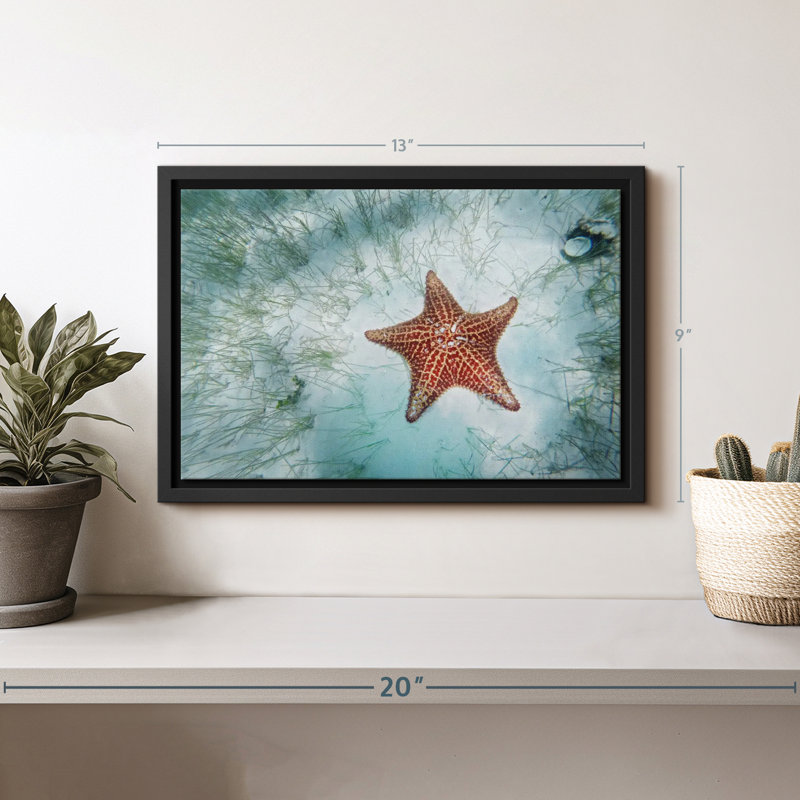 Impression sur toile d'étoiles de mer Shallows, H 9 po x l 13 po