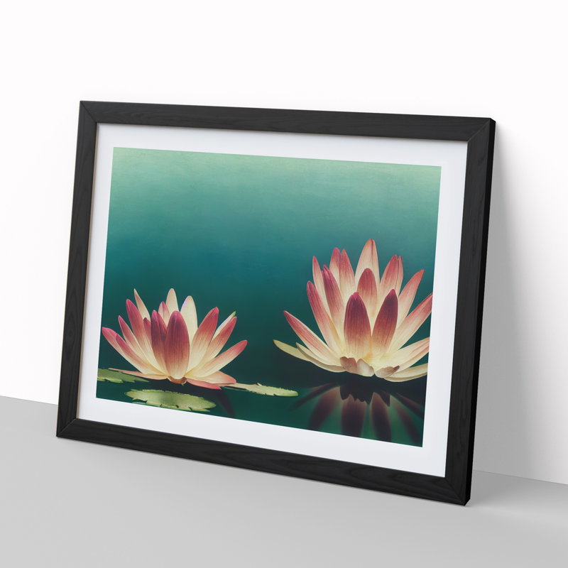 Sensational Water Lily Flowers - Single Picture Frame Print, 34cm H x 46cm W x 2cm D, Black