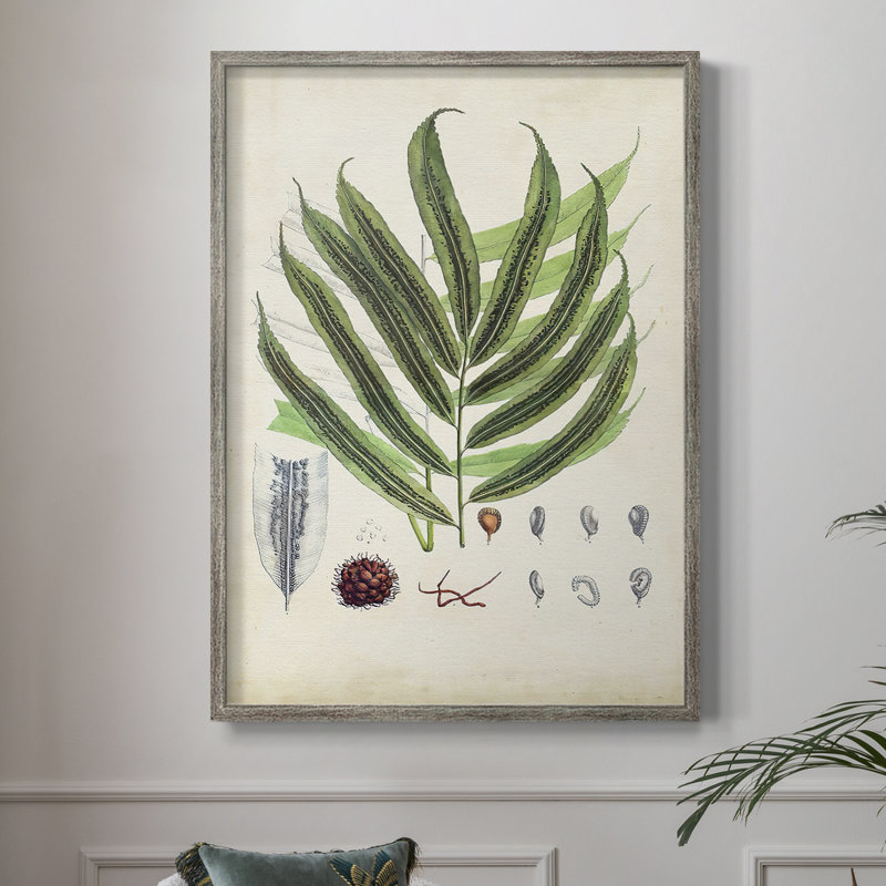 Collection de fougères collectées, reproduction encadrée - bois massif, H 21 po x l 17 po