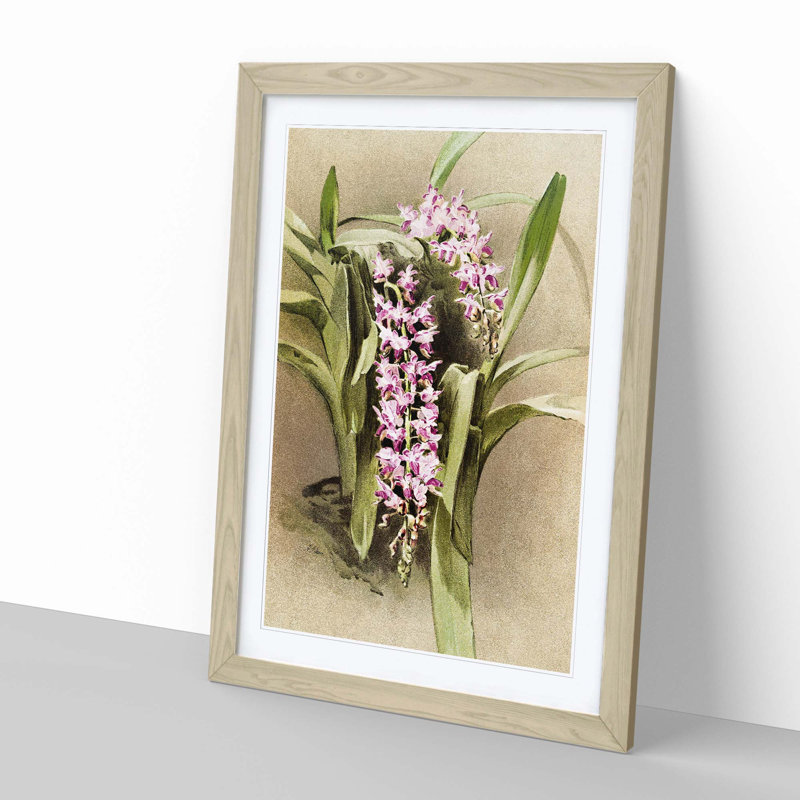 Magnolia Flowers Illustration Tab. 81 by Frederick Sander - Picture Frame Painting Print, Oak, 60cm H x 40cm W x 2cm D