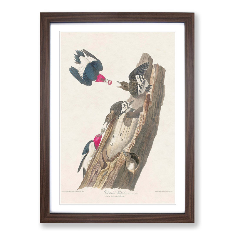 Red-Headed Woodpeckers by John James Audubon - Picture Frame Painting Print, 48cm H x 36cm W x 2cm D, Walnut Framed