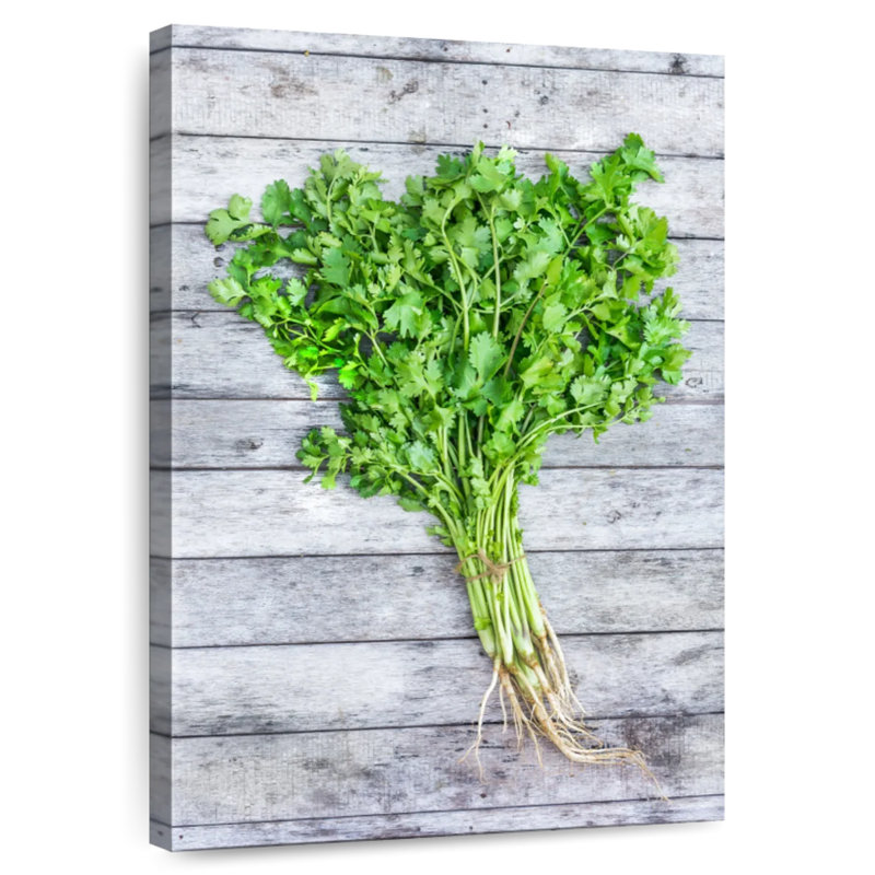 Harnek Cilantro, 36" H x 24" W