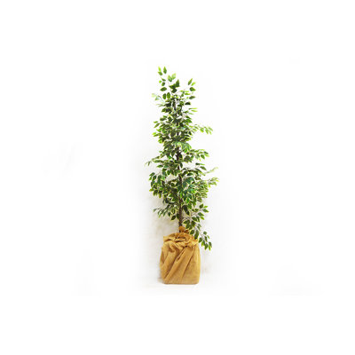 200cm Faux Birch Tree in Wood Planter