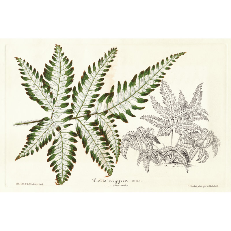 Fern Leaf Foliage II - Wrapped Canvas Graphic Art, Wrapped Canvas, 51 cm H x 76 cm W