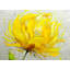 Fleur jaune moelleuse - imprimé mat gris encadré | Décoration intérieure