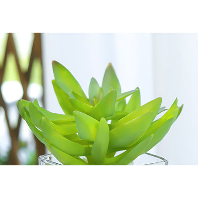 Plante 5,51 po