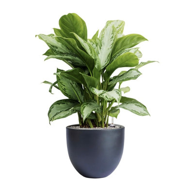 Dorlis Handmade Pot Planter