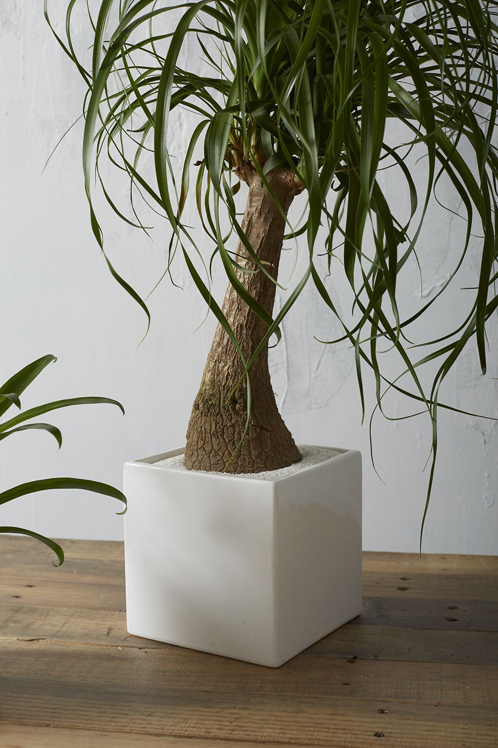 Demetria Ceramic Pot Planter, White, 6.25" H x 6.25" W x 6.25" D