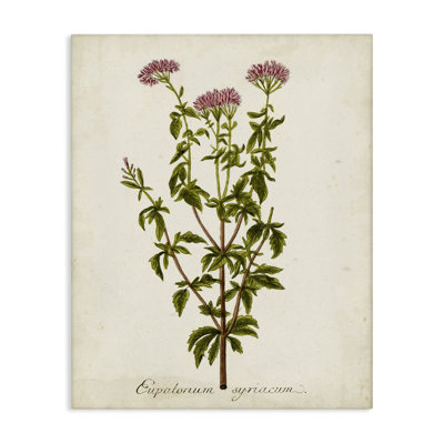 Art scientifique sur toile "Flower Study"